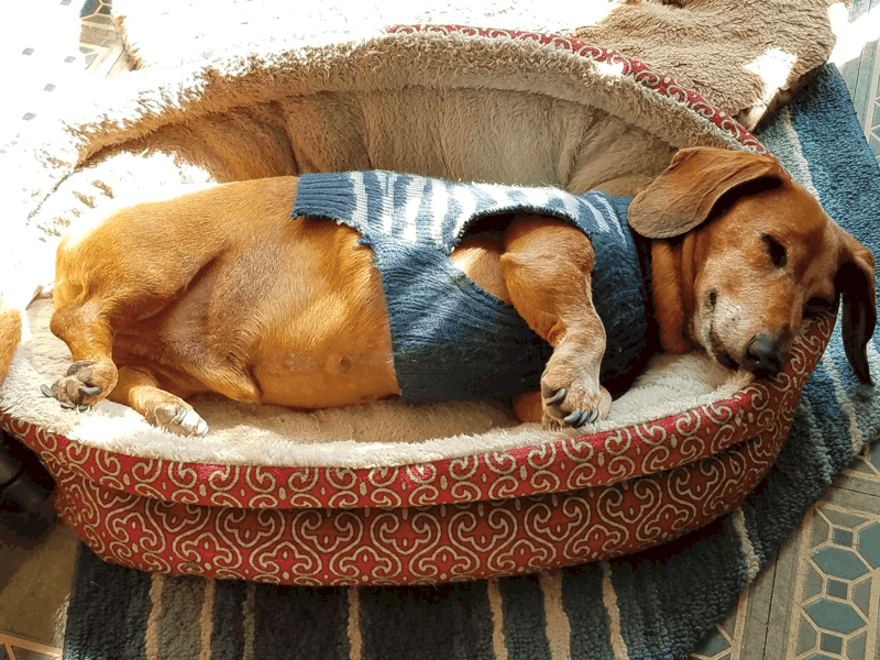 How Much Sleep Do Senior Dachshunds Need