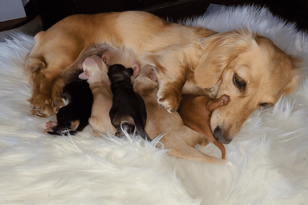 Jo’s Doxies: Miniature Long Haired Dachshunds Breeder