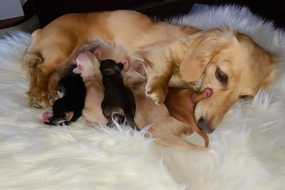 Jo’s Doxies: Miniature Long Haired Dachshunds Breeder