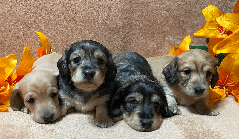 Kim’s Lovable Doxies in Pennsylvania