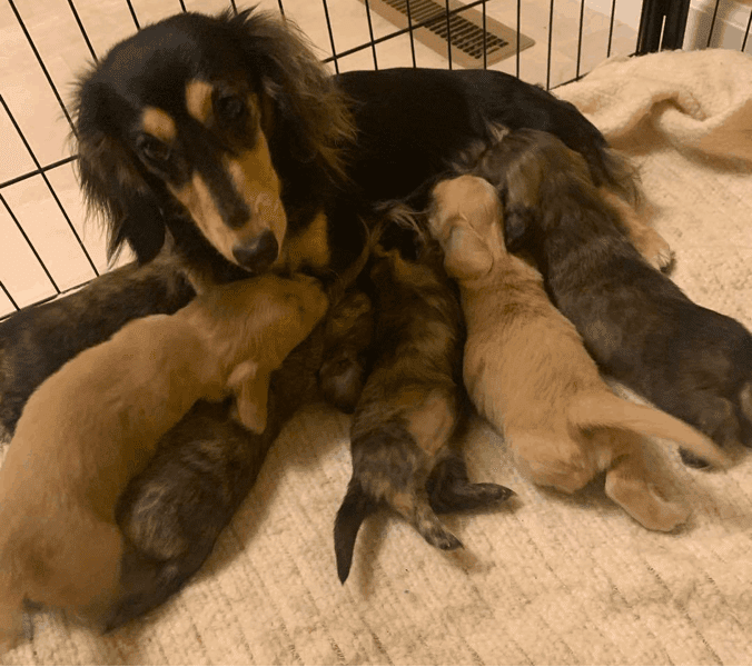 Lakeshore Mini Dachshunds
