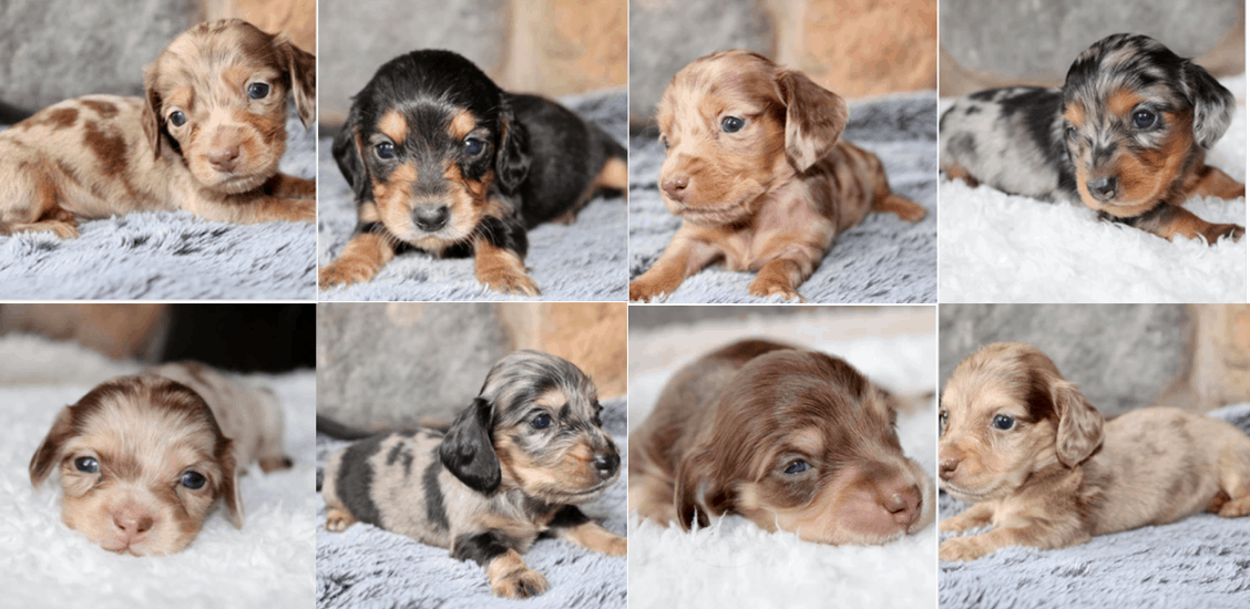 Lexi’s Doxies Breeder in Wisconsin
