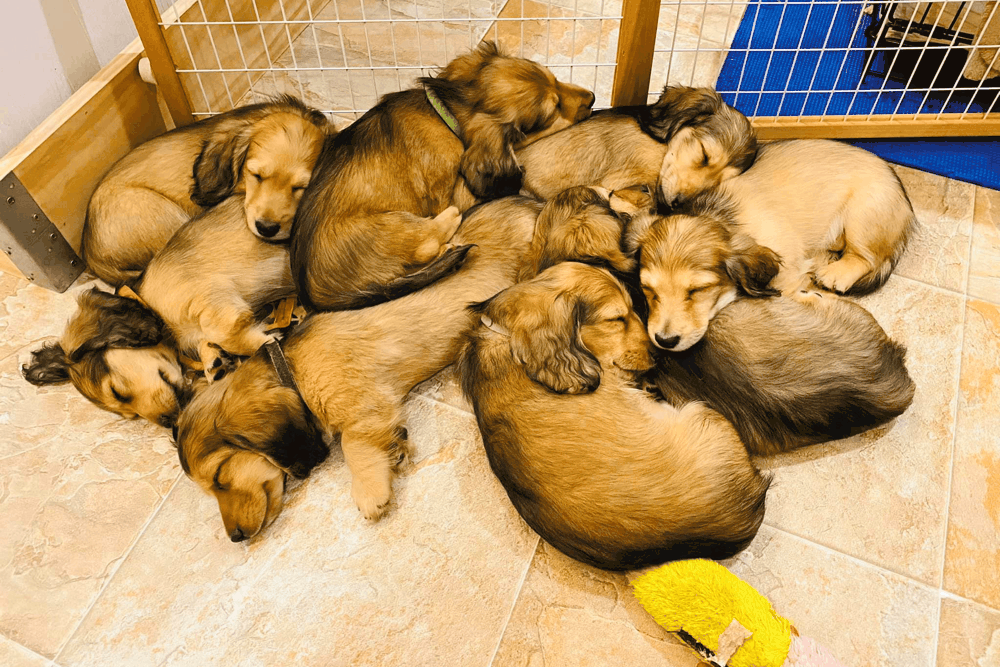 Limberlost Exotics Dachshund Breeder