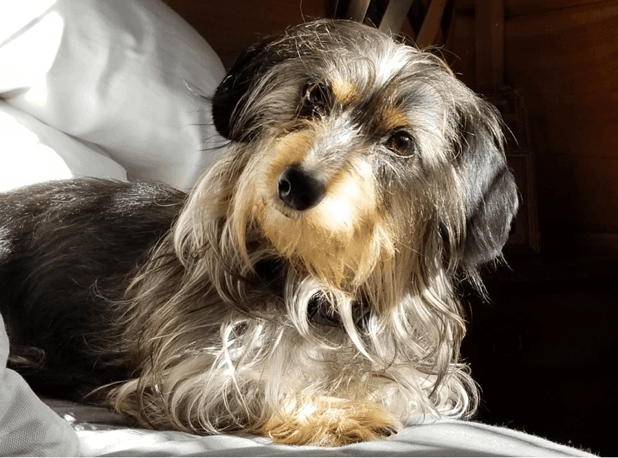 Louie Dachshund Breeder in North Carolina
