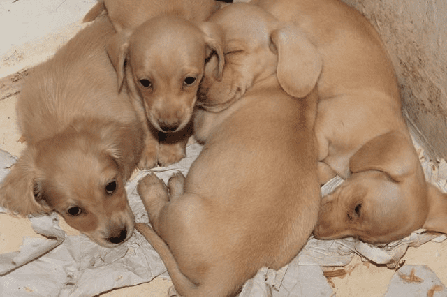 Louie’s Cream Miniature Dachshunds