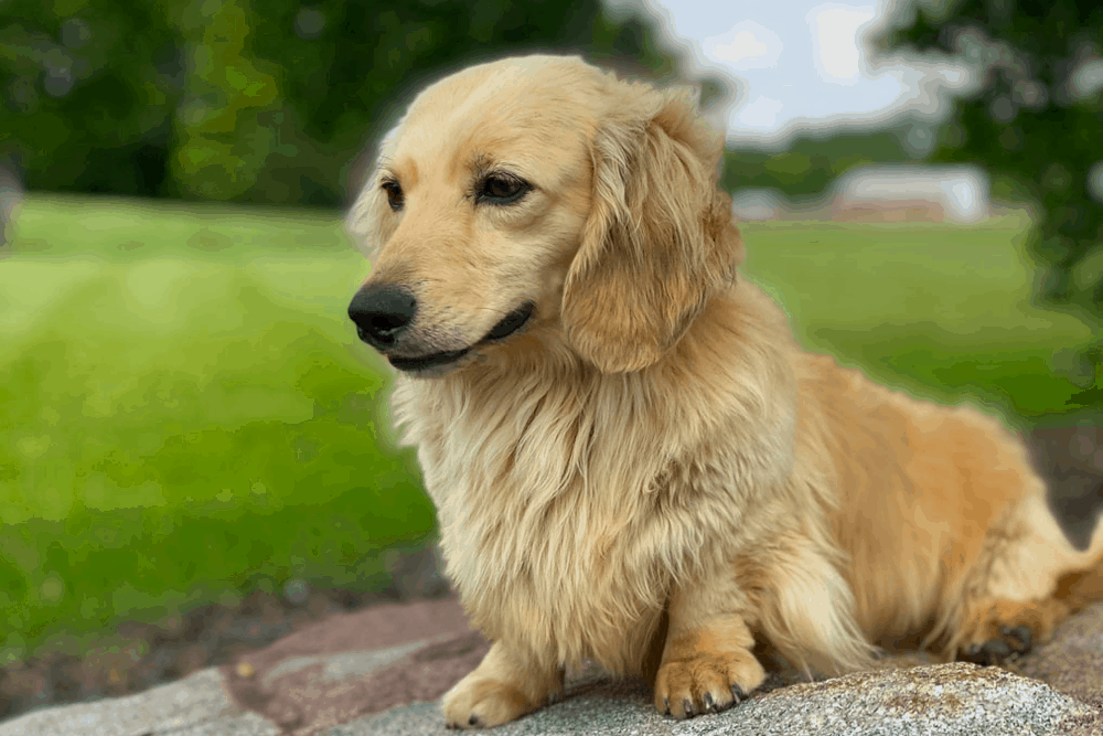 Mare-Bella Long-haired Dachshunds Breeder