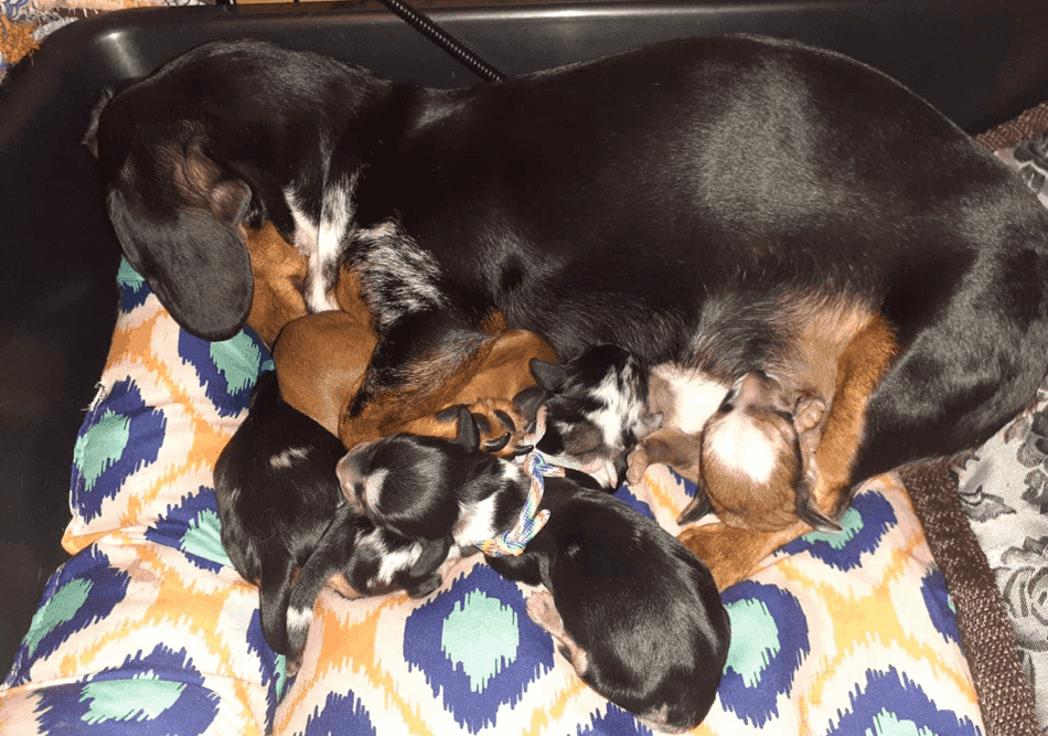 Michigan Rockin' Dachshunds