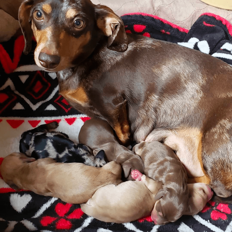 My Little Dachshund Heaven