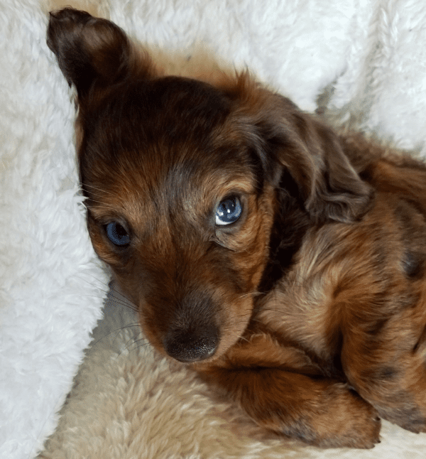 Noel Wiener Ranch long-haired dachshund Breeder in Illinois