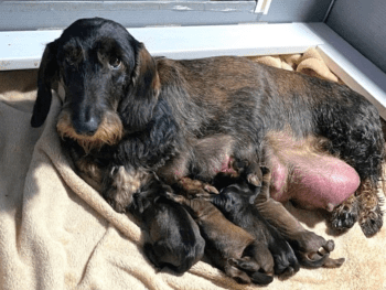 Olde Fashion Wire Haired Dachshund Breeder in Wisconsin
