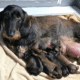 Olde Fashion Wire Haired Dachshund Breeder in Wisconsin
