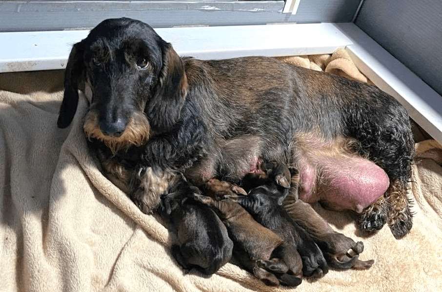 Olde Fashion Wire Haired Dachshund Breeder in Wisconsin