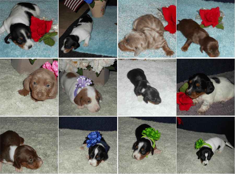 Patti’s Dachshund Farm