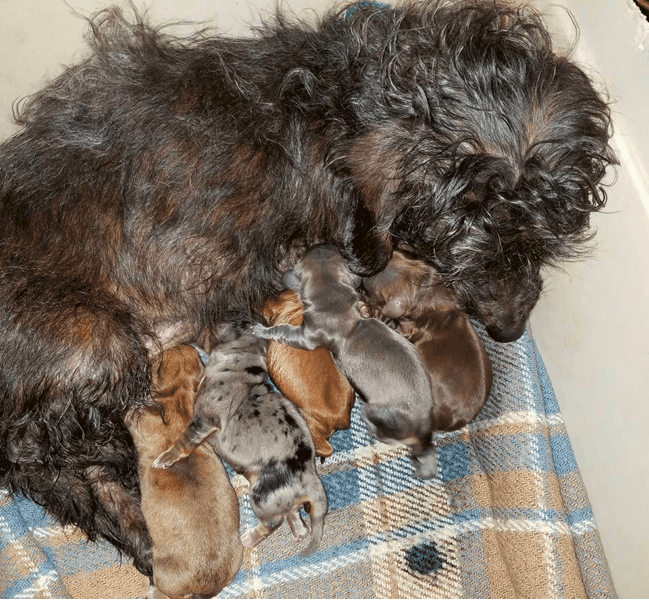 Puppy Luv Kennel of Dachshunds