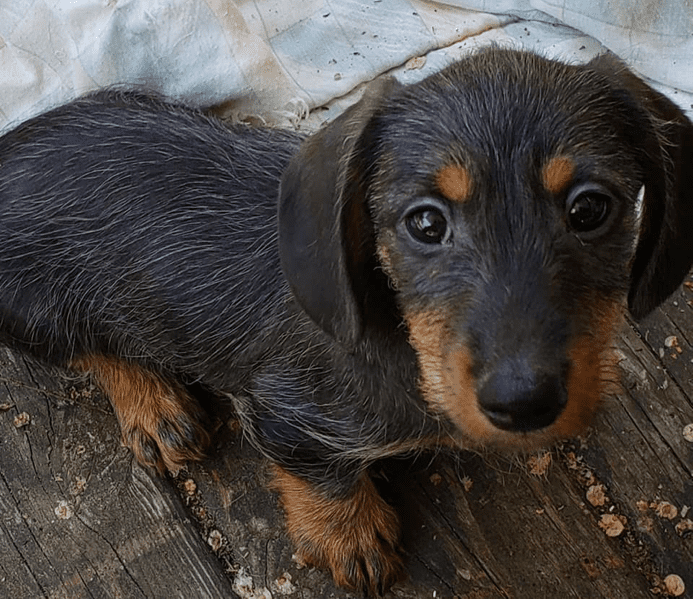 Puppy Luv Wire-haired Dachshund Breeder in Michigan