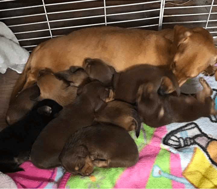 Reed’s Mini Dachshund Breeder in Florida