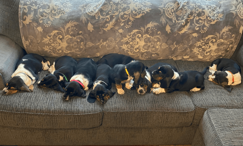 Rolling and Howling Bassett Hounds and Dachshunds