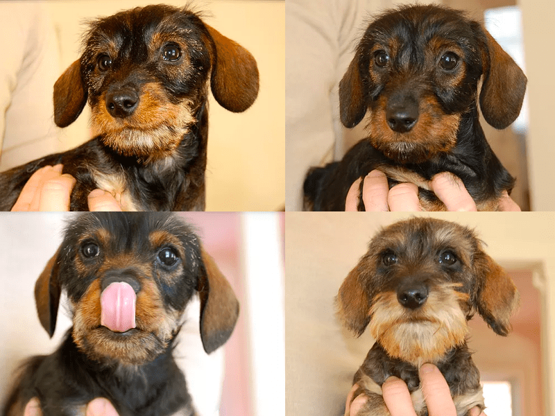 Roundabout Kennel Wire-haired Dachshunds in Wisconsin