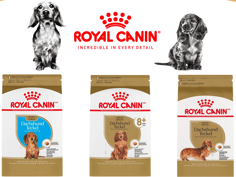 Royal Canin Dog Food for Dachshunds