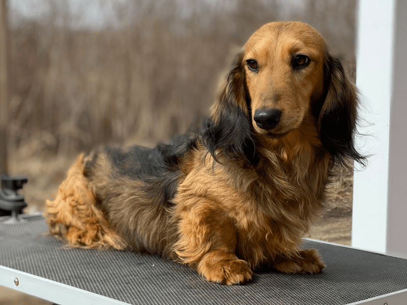 Shaded Cream Dachshund