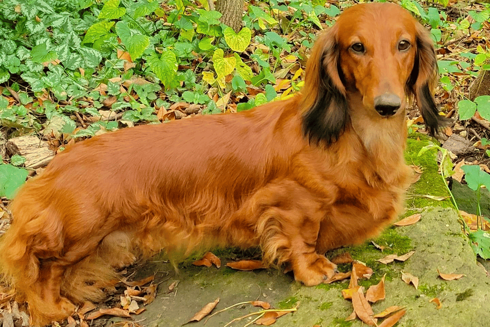 Stardust Dachshunds in Wisconsin