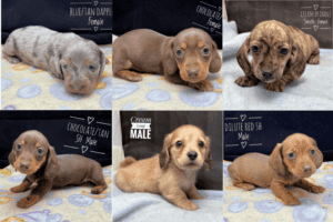 Starlight Kennel -Wisconsin Dachshund Breeder