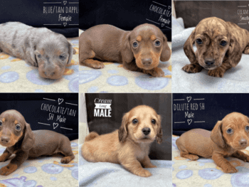 Starlight Kennel -Wisconsin Dachshund Breeder