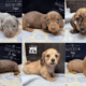 Starlight Kennel -Wisconsin Dachshund Breeder