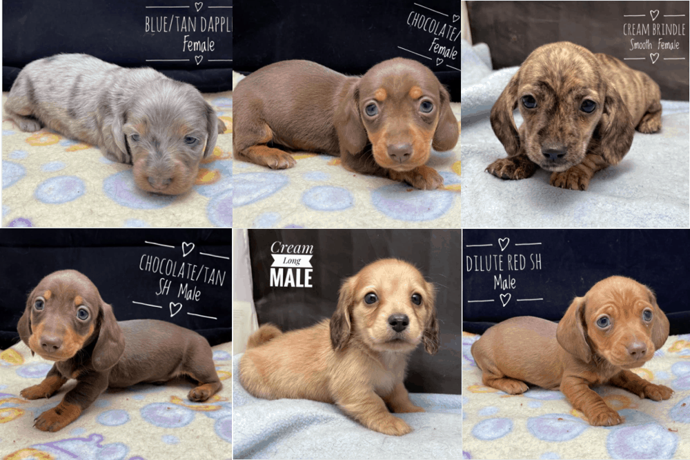 Dachshund Puppy DAPPLE ID:22240 Located at Petland Racine, Wisconsin