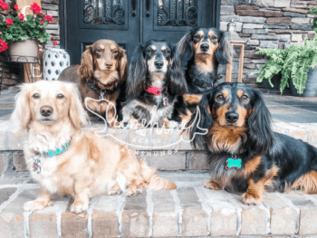 Sunshine Acres Dachshunds in Alabama