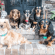 Sunshine Acres Dachshunds in Alabama