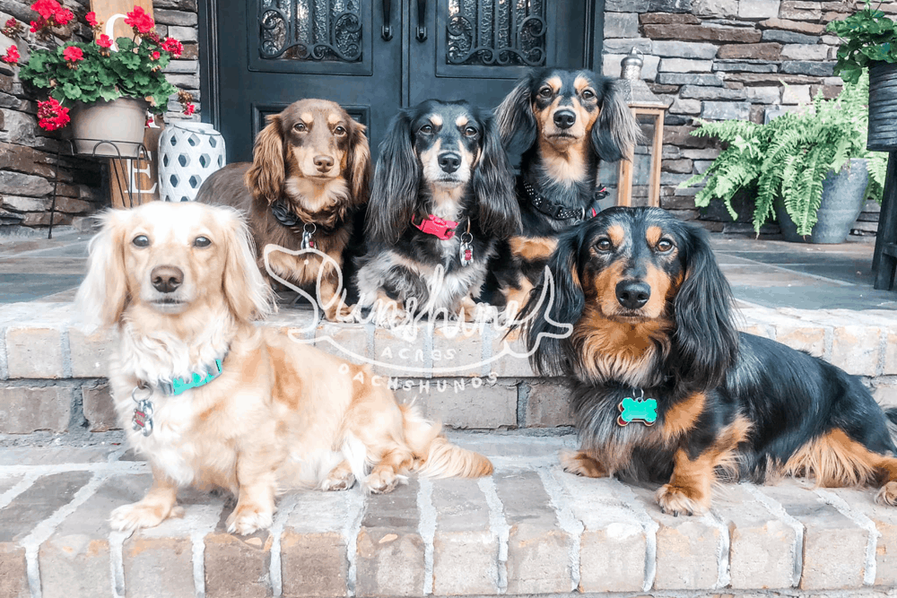 Sunshine Acres Dachshunds in Alabama