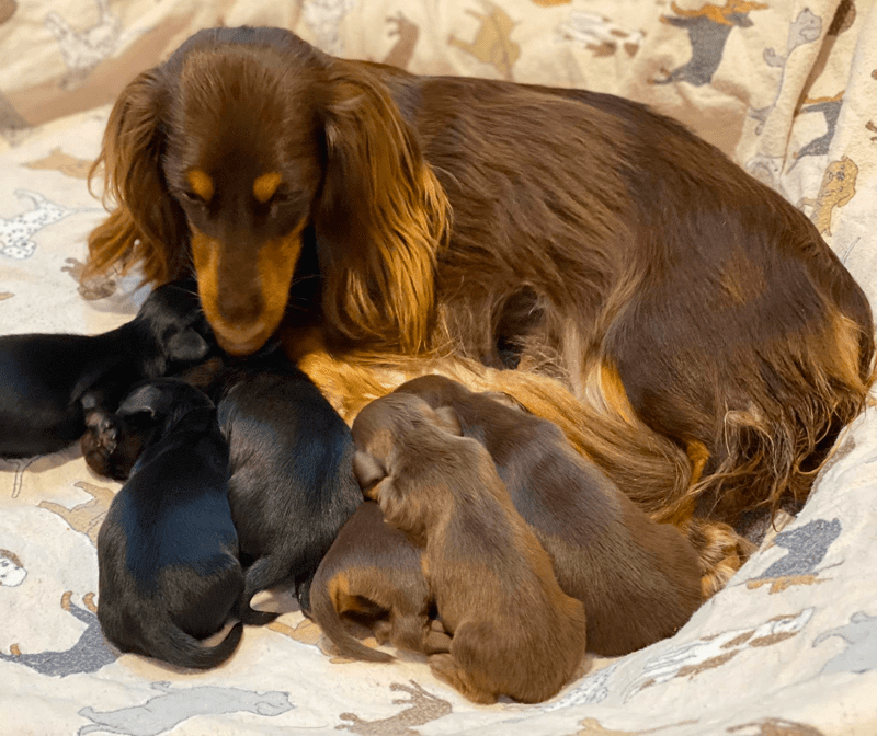 Taylored Dachshunds in Alabama