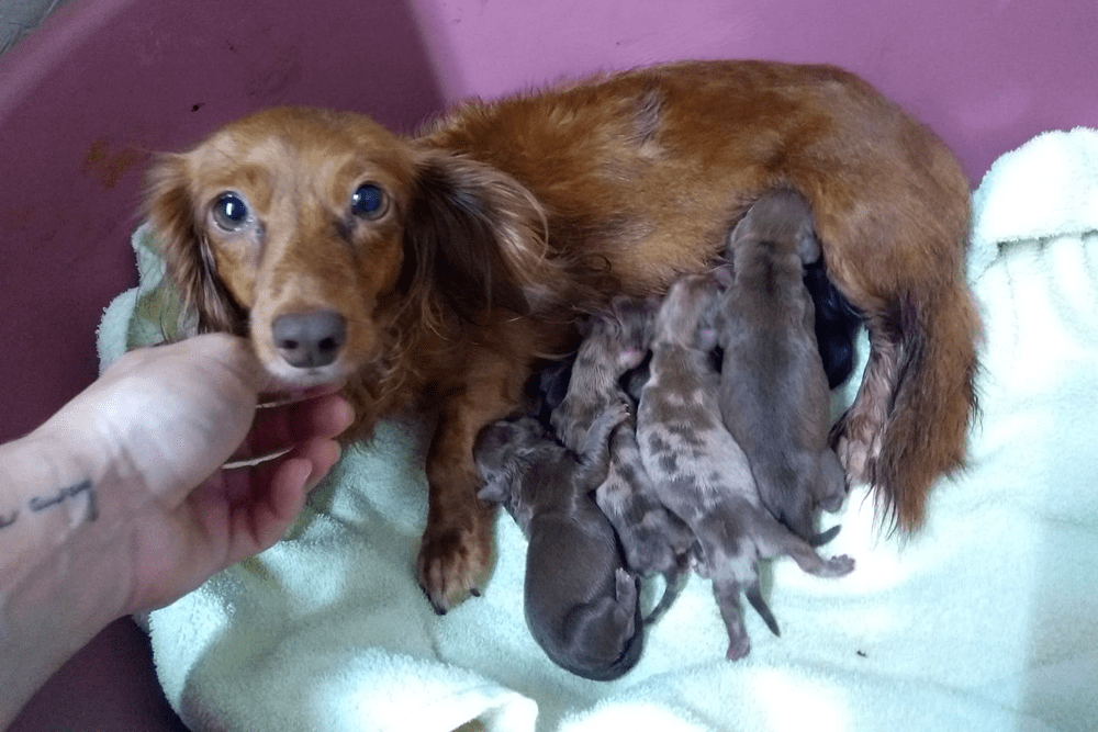 The Dachshund Ranch in Northeast Alabama