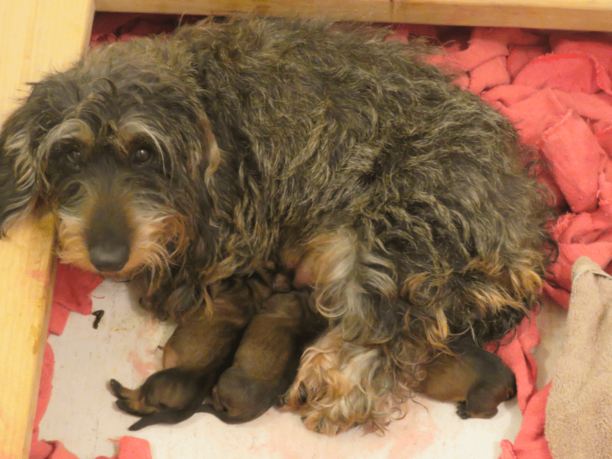 Two River Wire-haired Dachshunds in Missouri