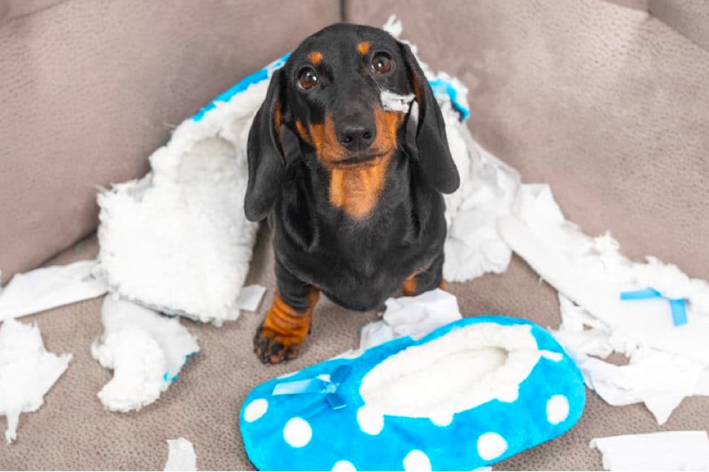 Separation Anxiety in Dachshunds: Signs, Causes and Treatment