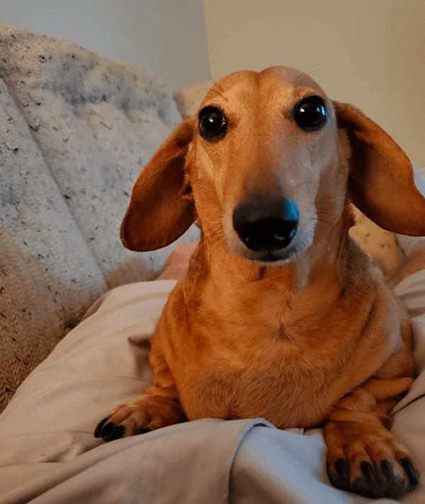 What Causes Separation Anxiety in Dachshunds