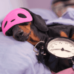 How Long is Too Long For a Dachshund To Sleep?