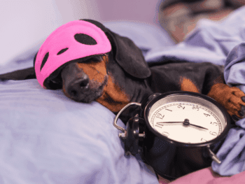 Why do dachshunds sleep so much