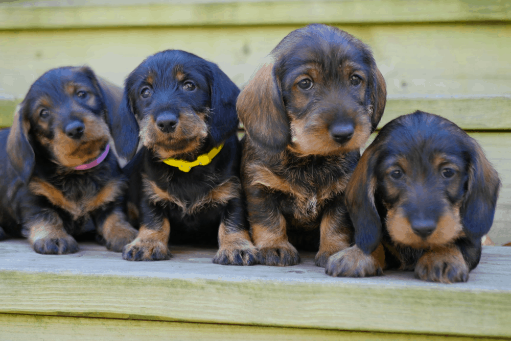 Willow Springs Dachshunds