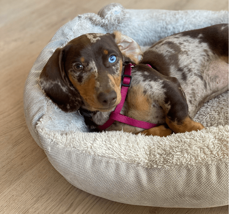 comfortable Bed for Dachshund Separation Anxiety