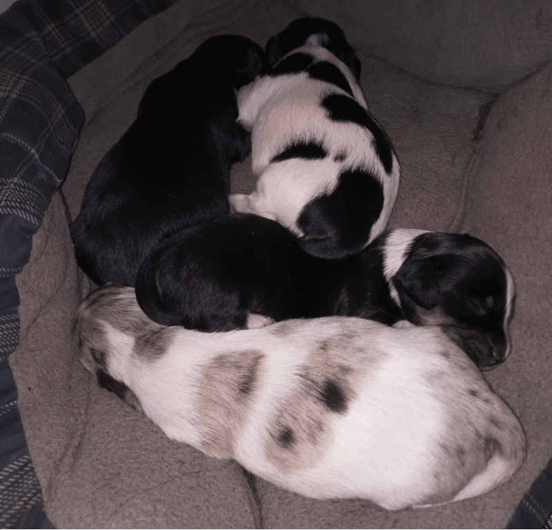 miniature long-haired Dachshunds