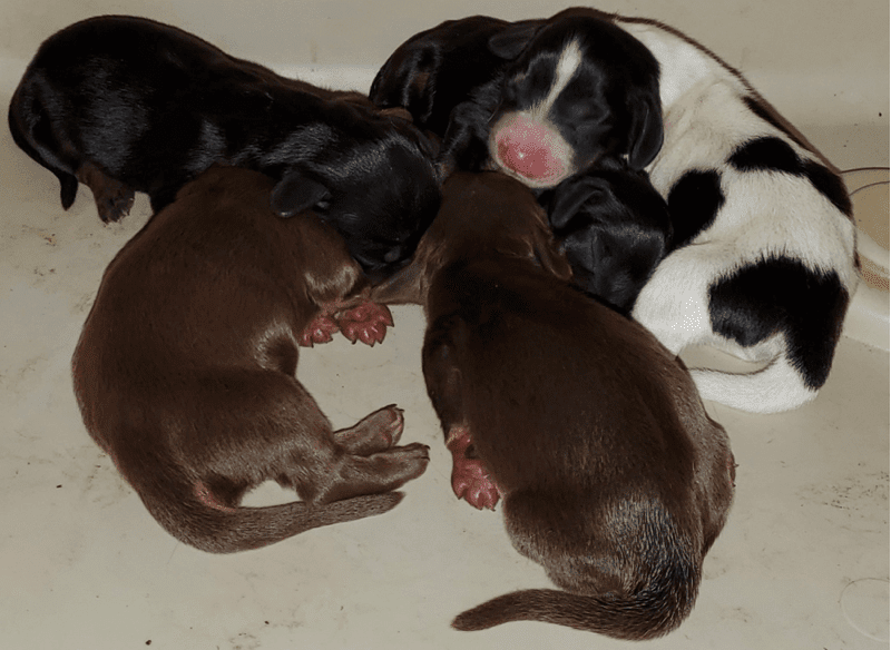 silky wire hair Dachshund Puppies in WI