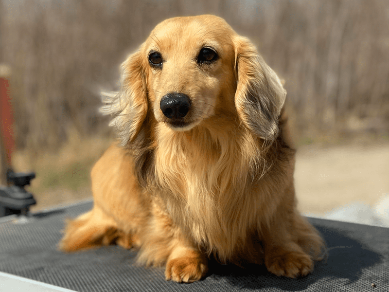 Belle Amore Cream Dachshunds