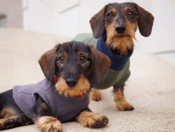 Best Dachshund Coats and Sweaters