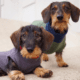 Best Dachshund Coats and Sweaters