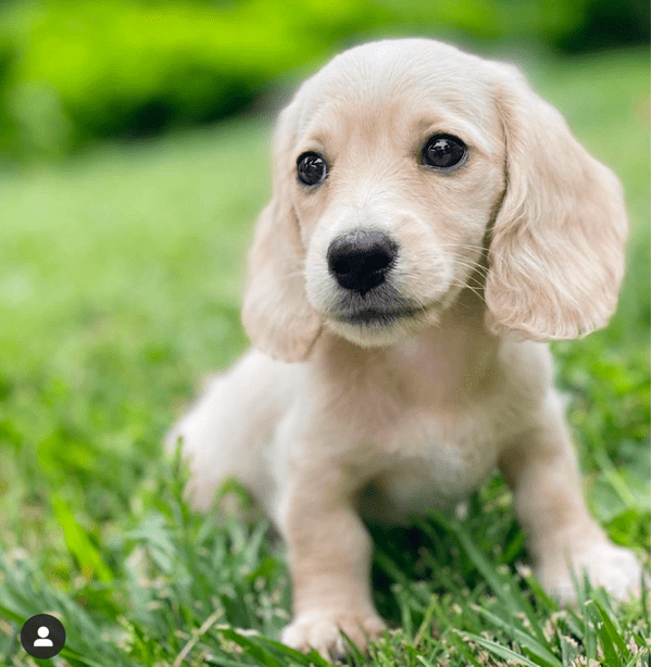 Bountiful Dachshunds