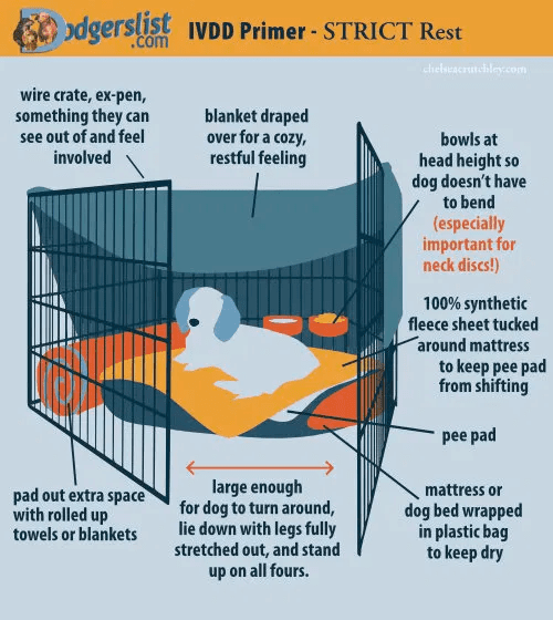 Strict Cage Rest