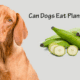 Can Dogs Eat Plantains