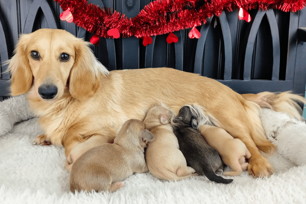 long-haired miniature cream Dachshund breeder